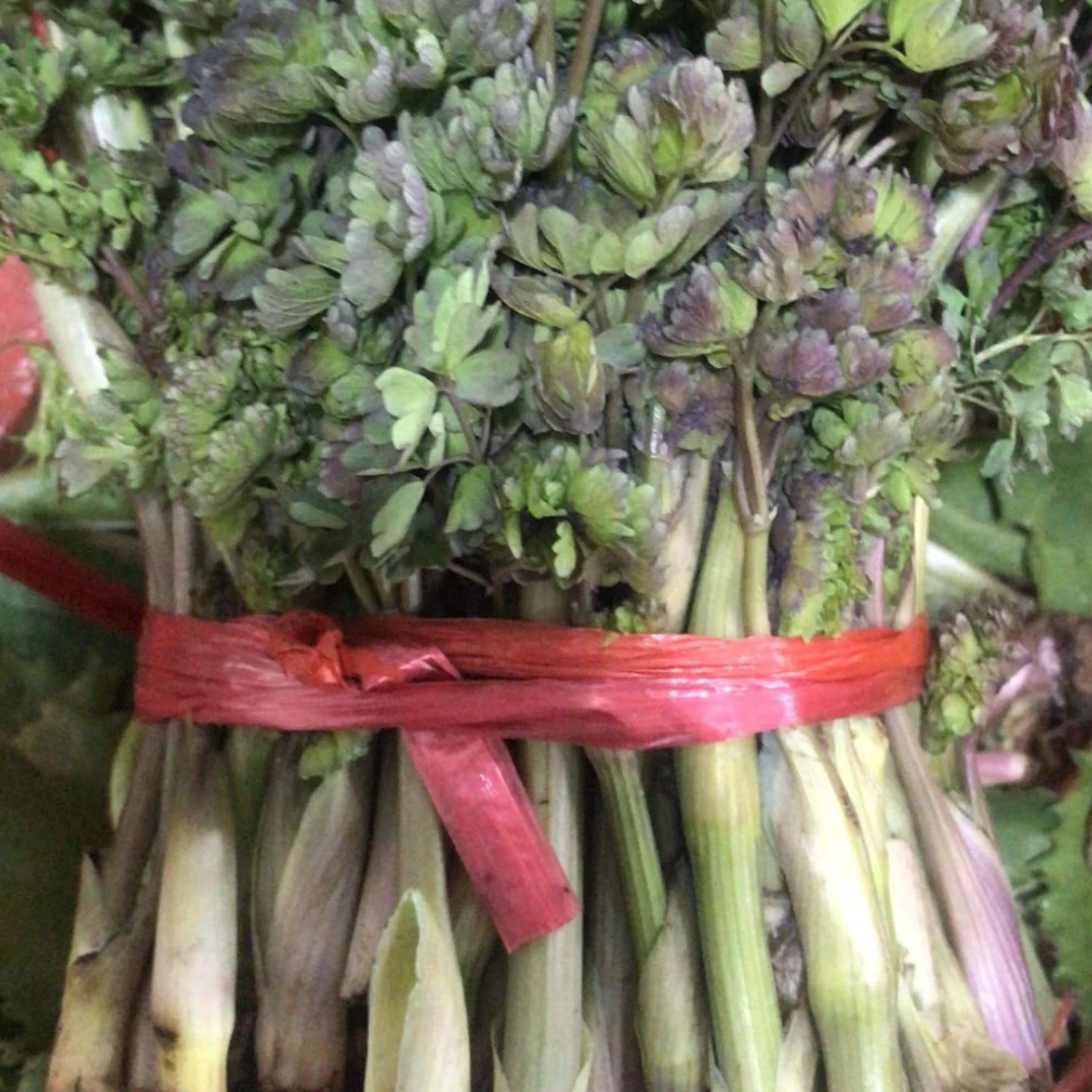 顺丰包邮东北土特产山野菜猫爪子菜