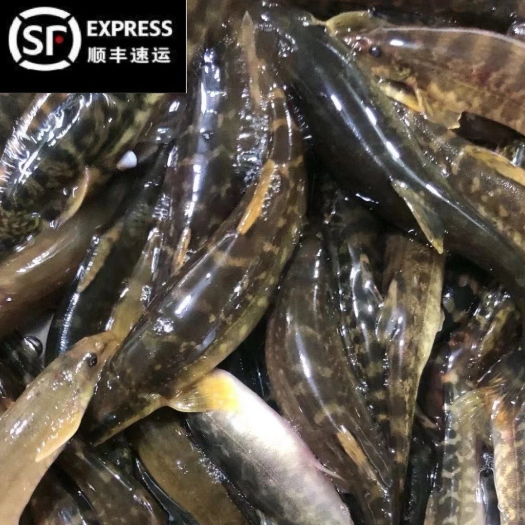 东北河鲜土特产花泥鳅鱼