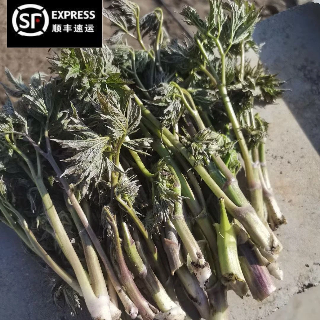 东北土特产山野菜苦龙芽