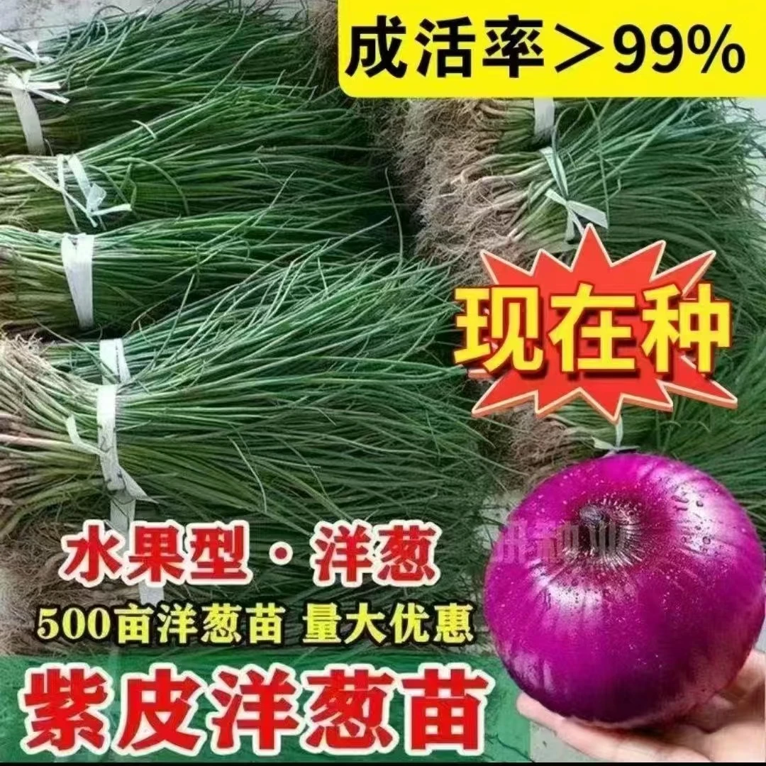 耐寒紫皮洋葱盆栽圆葱苗洋葱秧苗洋葱种子圆头红皮洋葱秧苗高产苗