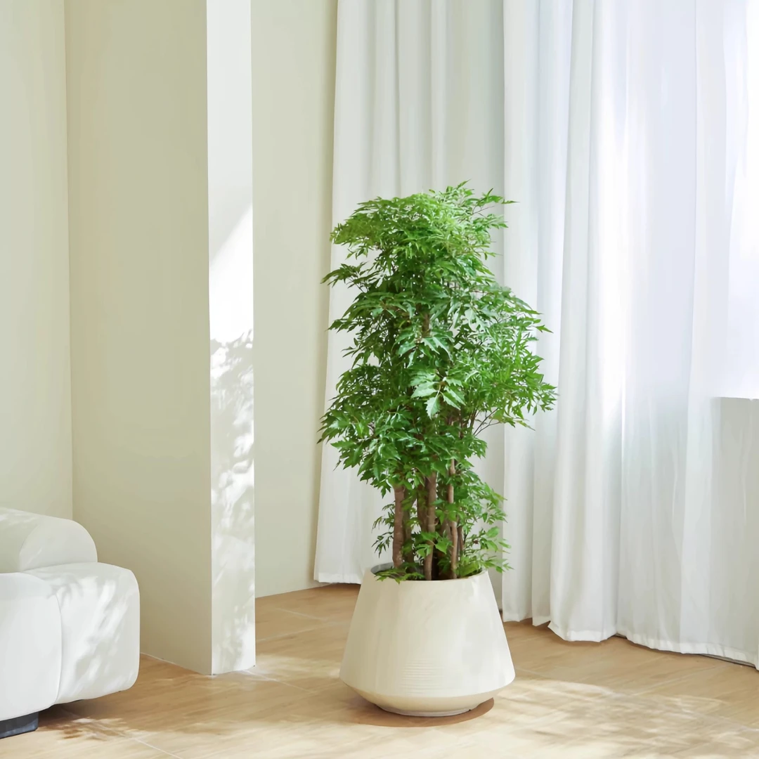 福禄桐大盆栽福禄寿羽叶盆景室内大型植物乔迁开张送礼绿植修剪
