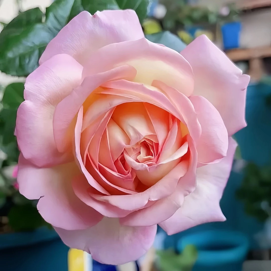 180大盆【破晓】粉色四季开花抗病性强阳台庭院种植月季