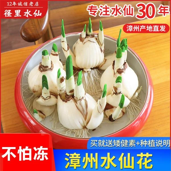 水仙花种球水培室内四季水养花卉盆栽植物百合花种子洋风信子种球