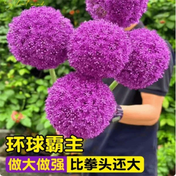 大花葱种球荷兰进口耐寒花卉盆栽植物庭院地栽大葱花球根四季易活