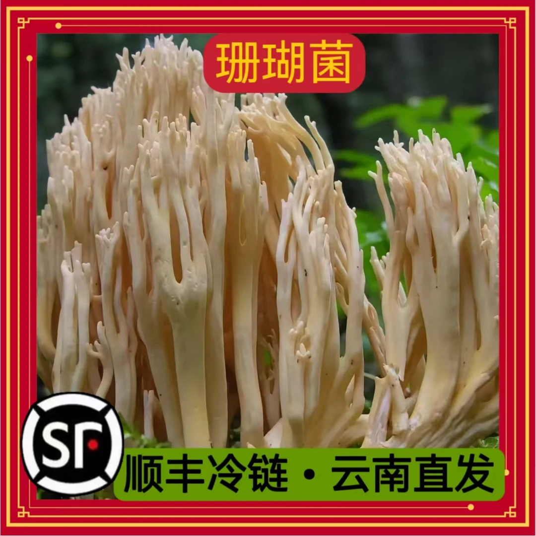 云南野生菌 精选 珊瑚菌 扫把菌 新鲜 500g-1000g顺丰冷链包邮