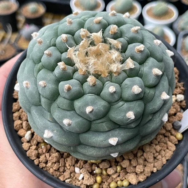 多肉植物仙人球大叶草球实生籽播