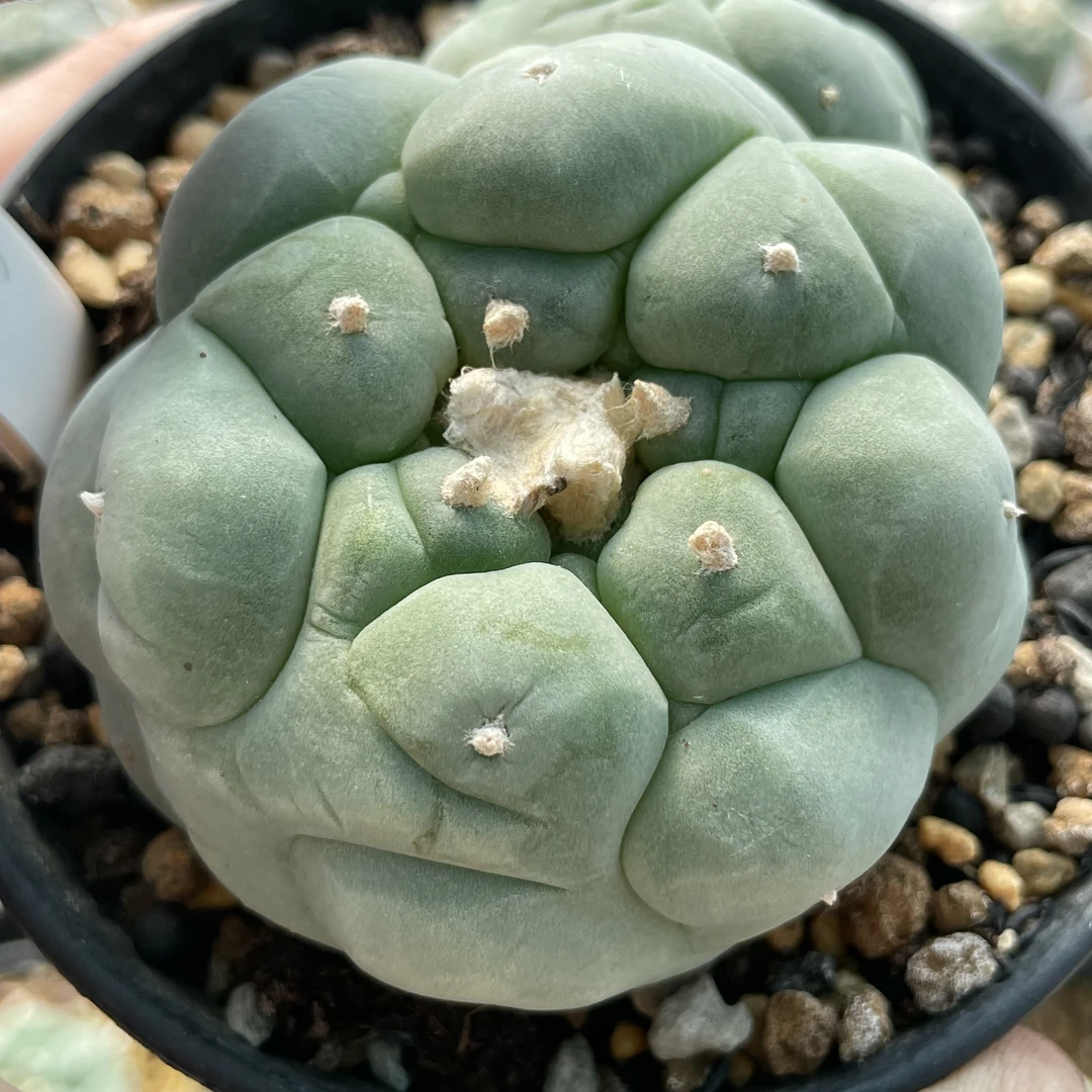 大叶草球现切无根仙人球多肉植物