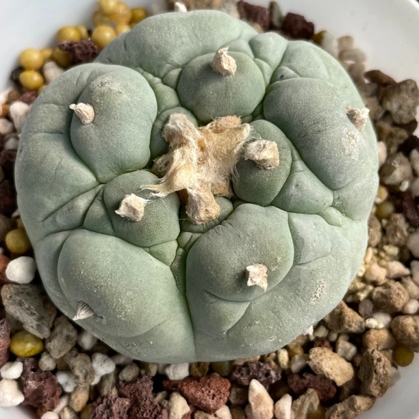 特白肌大叶谷田贝萝卜根草球仙人球多肉植物仙人球