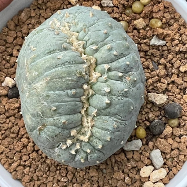 多肉植物 仙人球草球缀化自根萝卜根