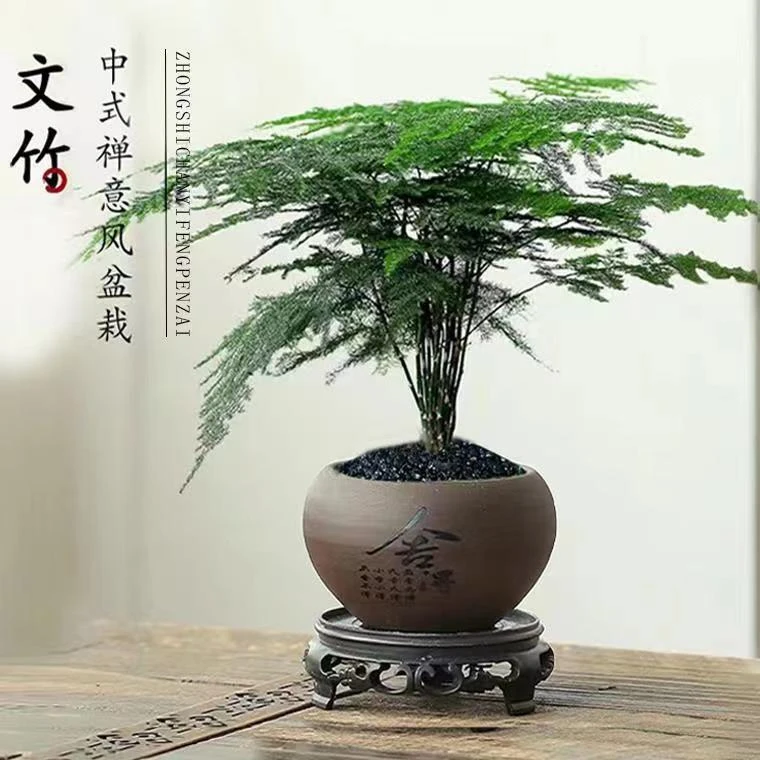 艺景阁文竹盆栽盆景花卉绿植优雅文竹室内办公室带盆带底座种好发