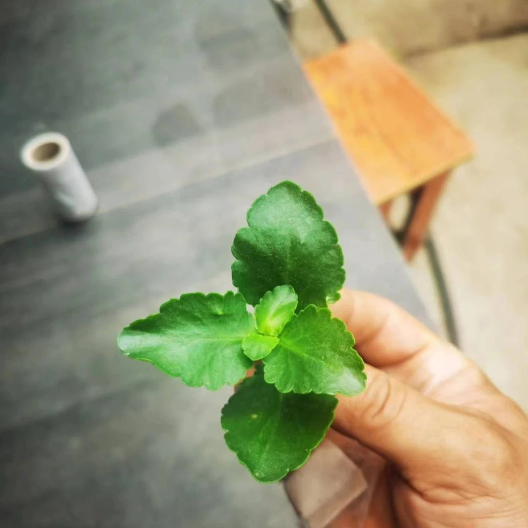 （拼手速福利）（长寿顶芽）10个不同品种长寿花顶芽