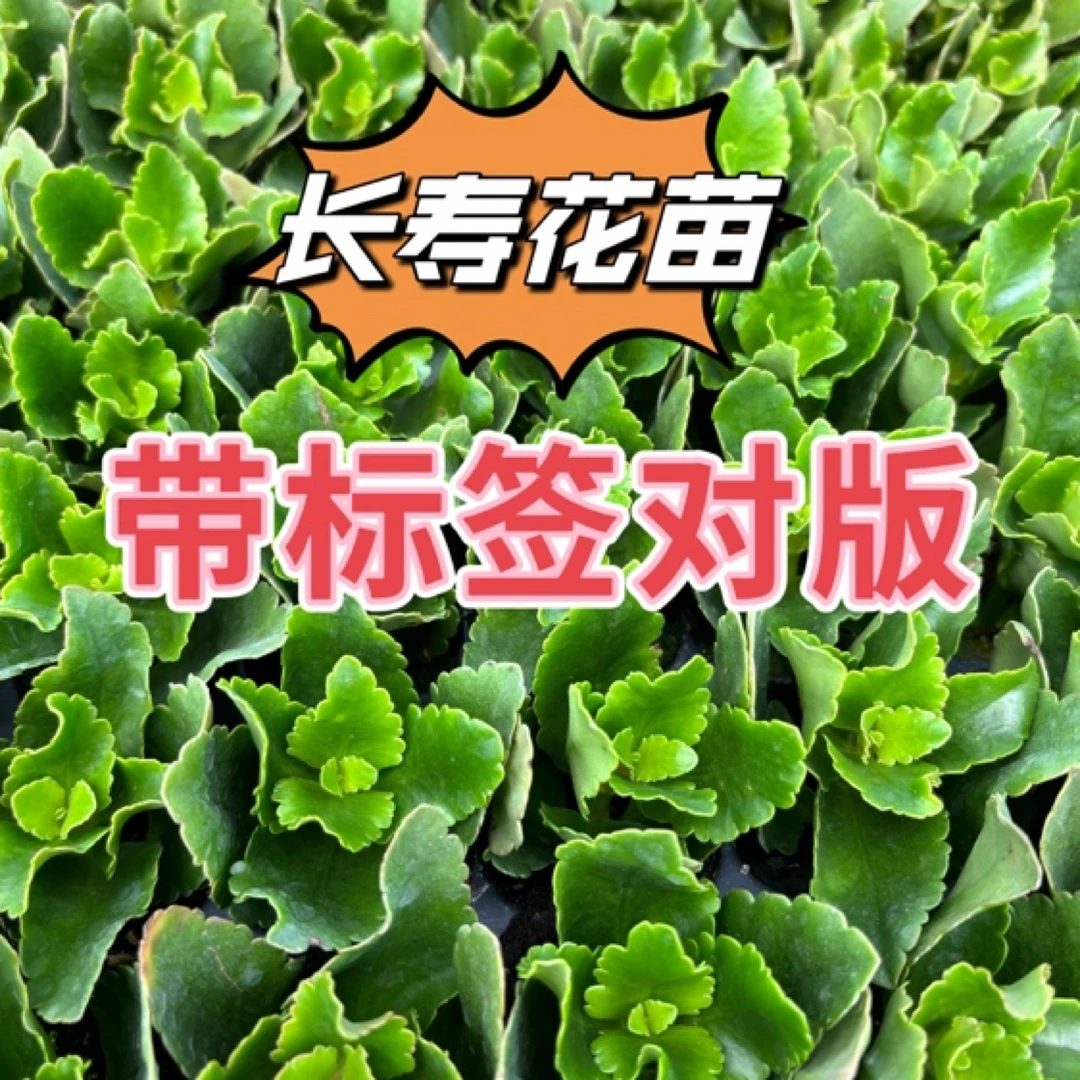 H)福利长寿苗福利组合10棵(带标签对版发货)