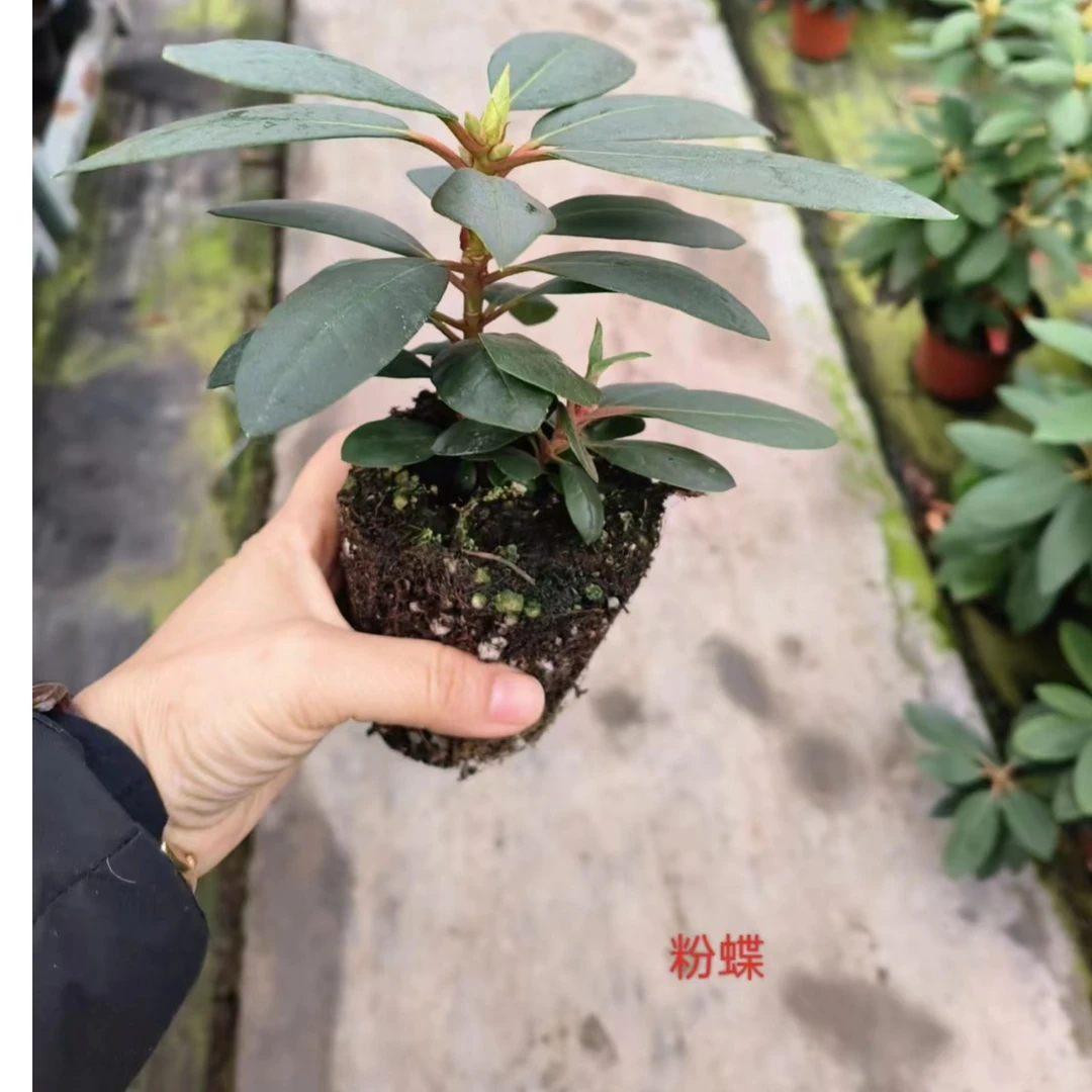 高山杜鹃2年小苗，四季常绿阳台耐寒易养活