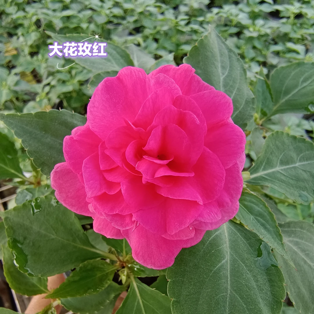 1新号福利120盆水梅花