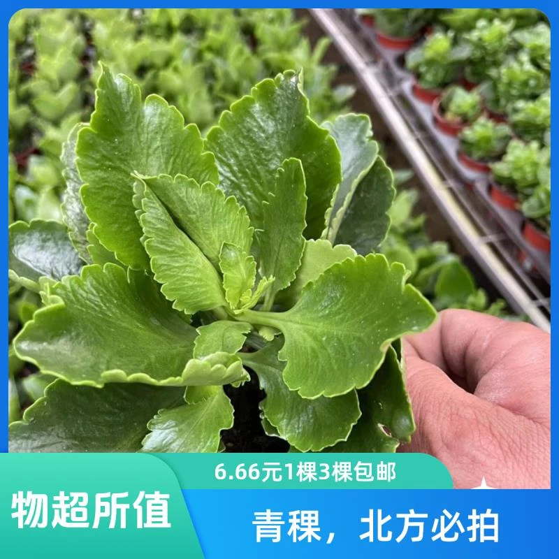 (润绿)一代120盆长寿青稞（无花苞，3颗包邮