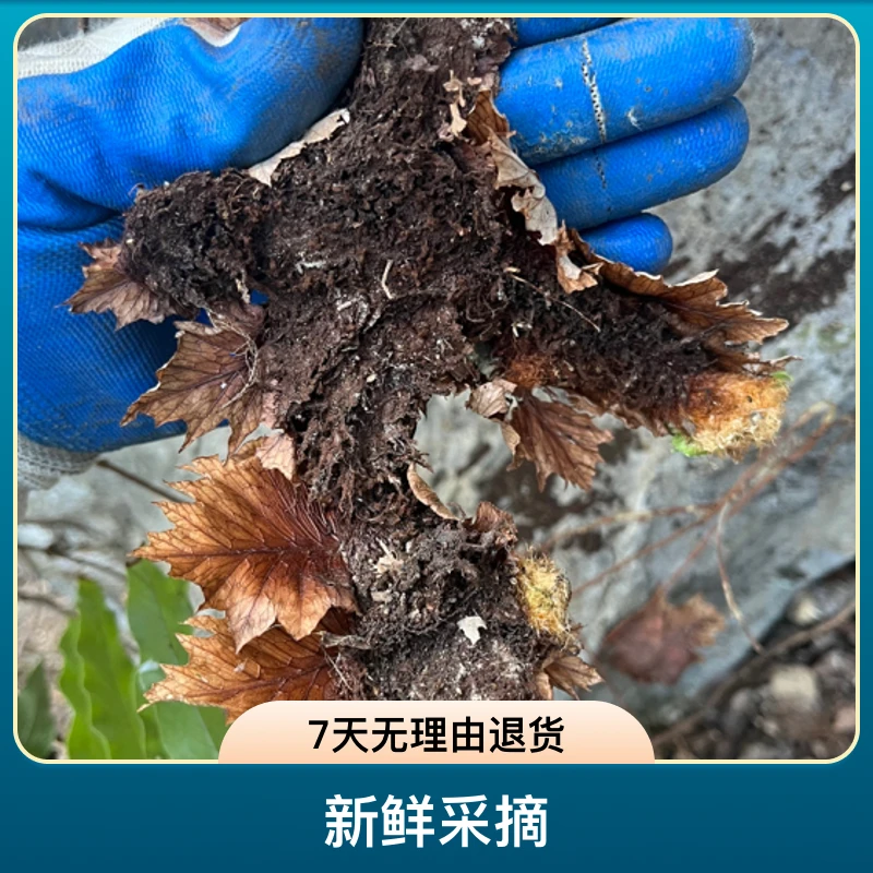 深山石头山采挖野生骨碎补根茎类候姜