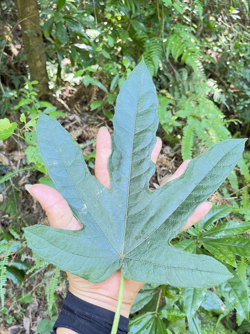 特价福利套餐 五 指 毛 桃 土茯苓暑根茎干品