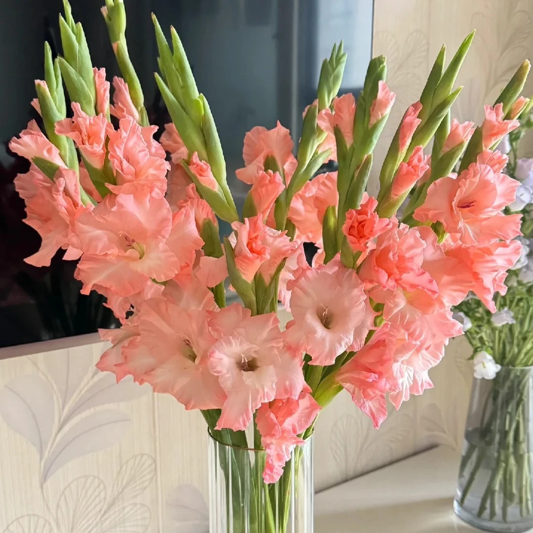 三岁花集-剑兰粉色 1扎8-10枝（两单顺丰冷链包邮）