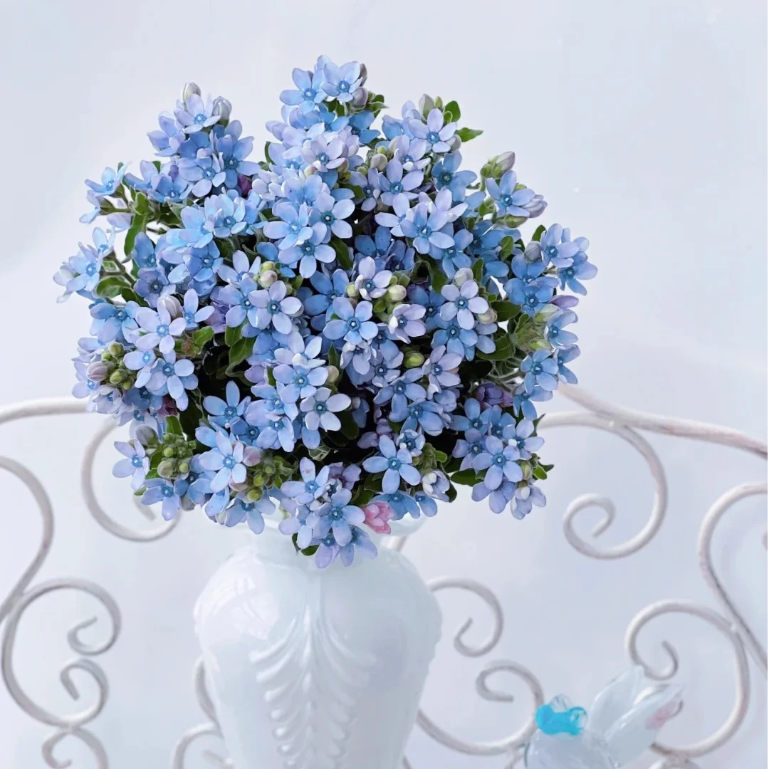 三岁花集-基地蓝星花  花期长 好养(一单中通两单顺丰)