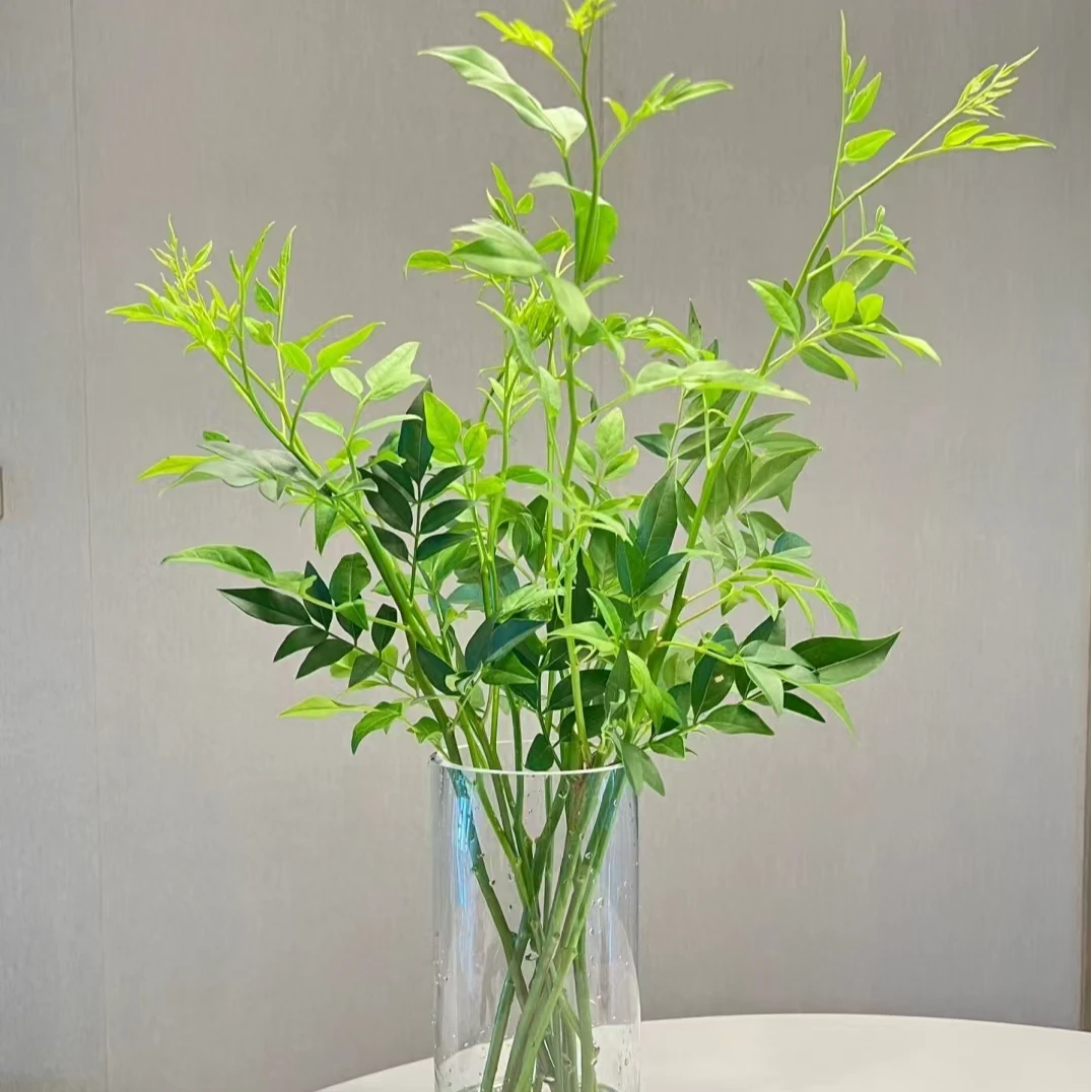 三岁花集-基地九星叶（一单顺丰冷链三单顺丰空运）