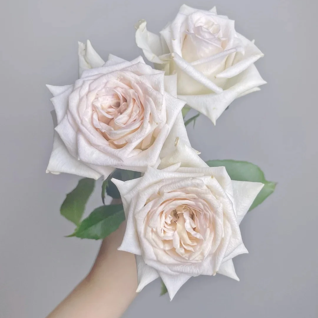 三岁花集-基地单头玫瑰伊丽莎白 （一单中通两单顺丰包邮）