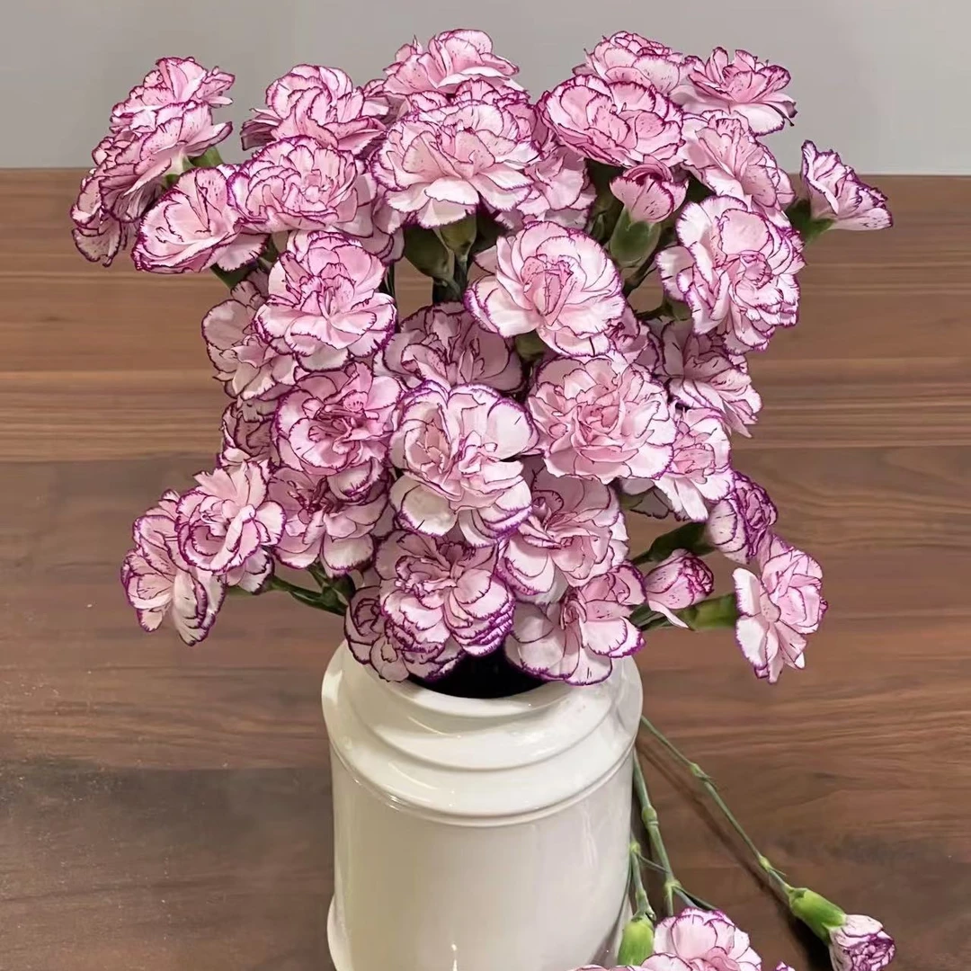 三岁花集-康乃馨紫边多丁（一单中通两单顺丰冷链包邮）