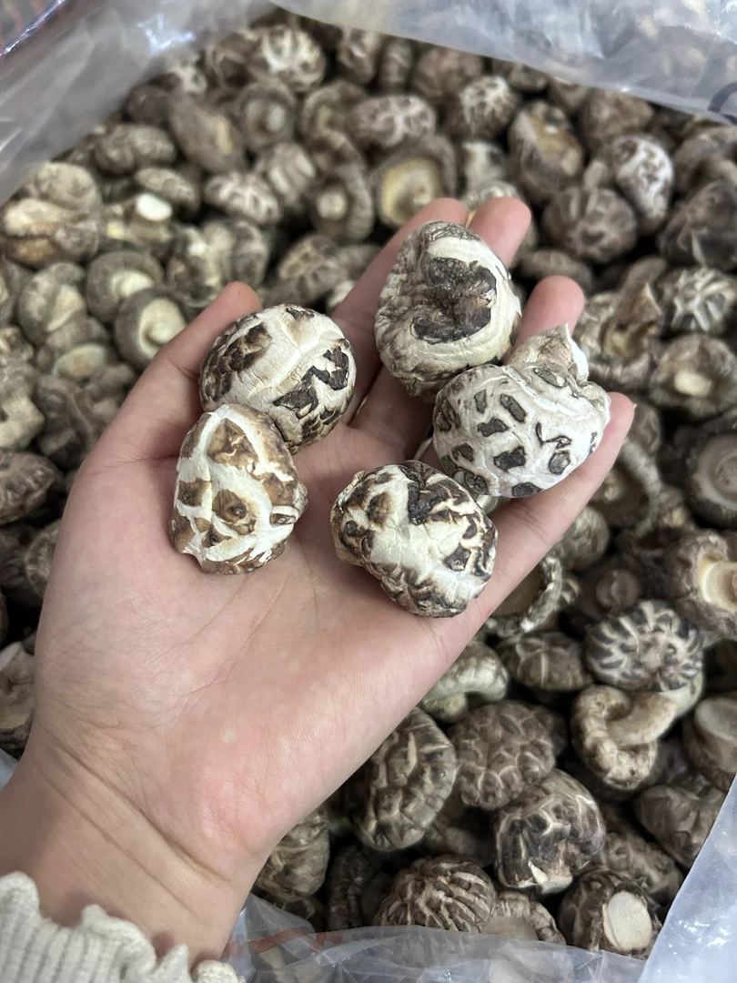 椴木花菇，花姑娘