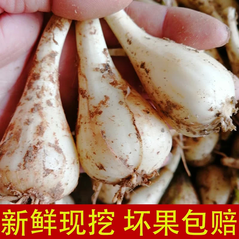 荞头新鲜藠头茭头农家自种现发现挖精选大个教头蒜0.5-9斤包邮