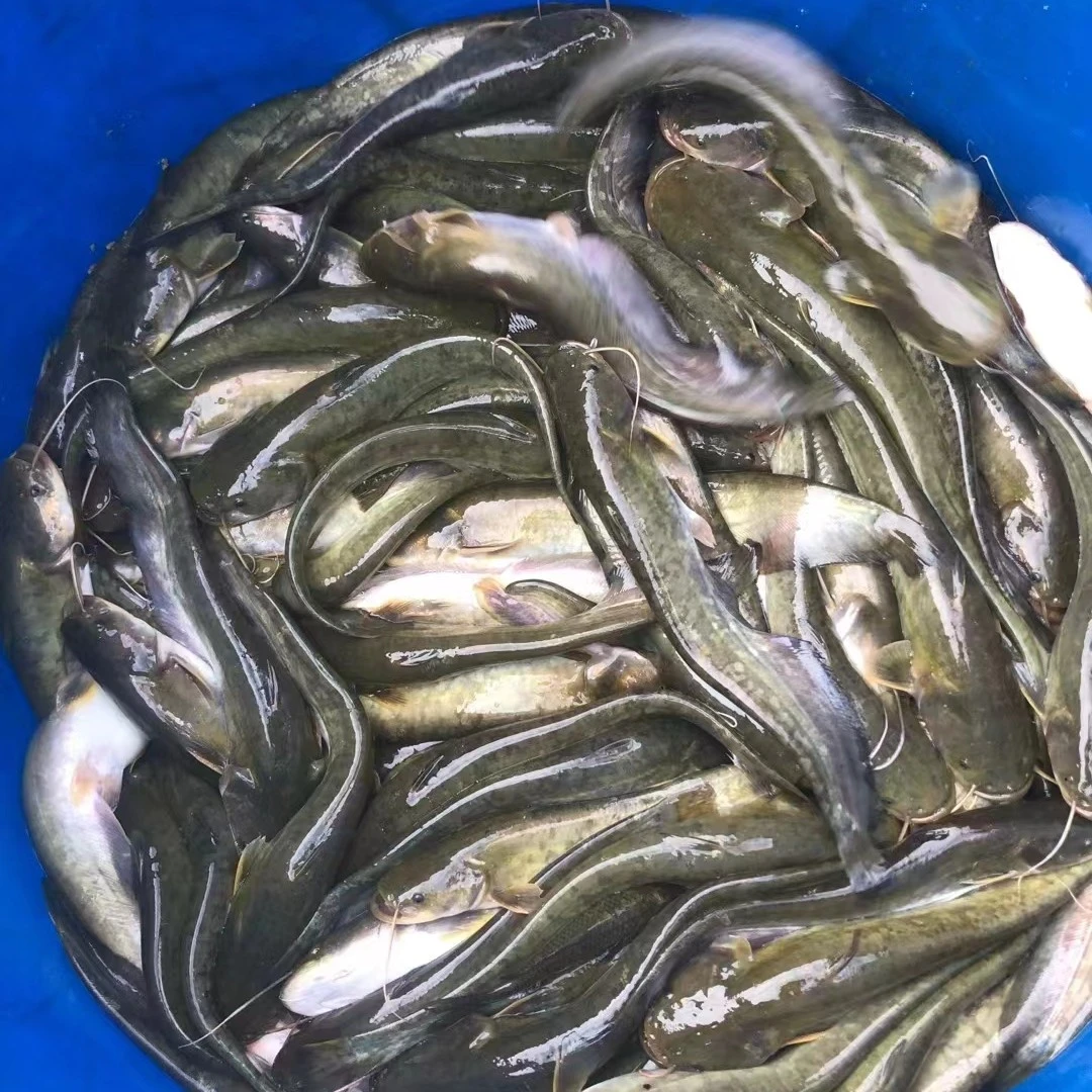 新鲜渔场直发现捞四川土鲶 每条10-30g 沟鲶