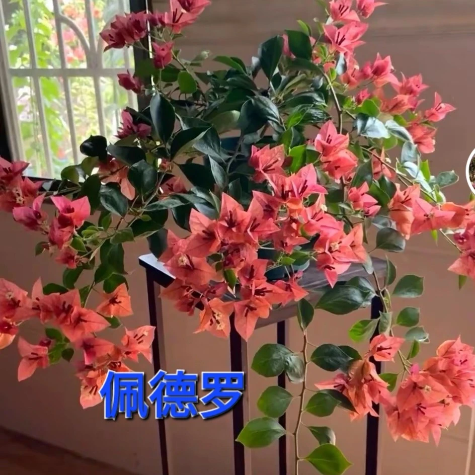 【自拍量拍】（顺江基地）品种三角梅勤花好养，收到货落花落叶不售后