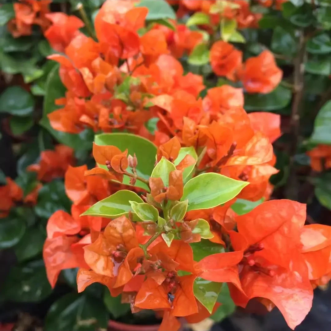 【自拍量拍】（顺江基地）品种三角梅勤花好养，收到货落花落叶不售后