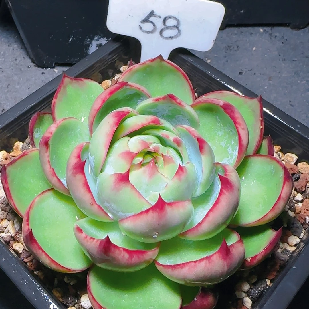 惊鸿仙子一物一拍58号