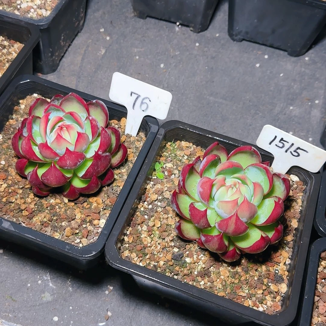 刘*贵惊鸿仙子一物一拍76.1515号