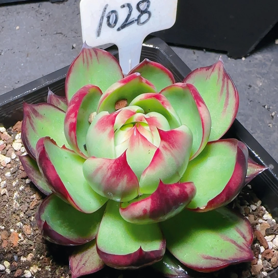 惊鸿仙子一物一拍1028号