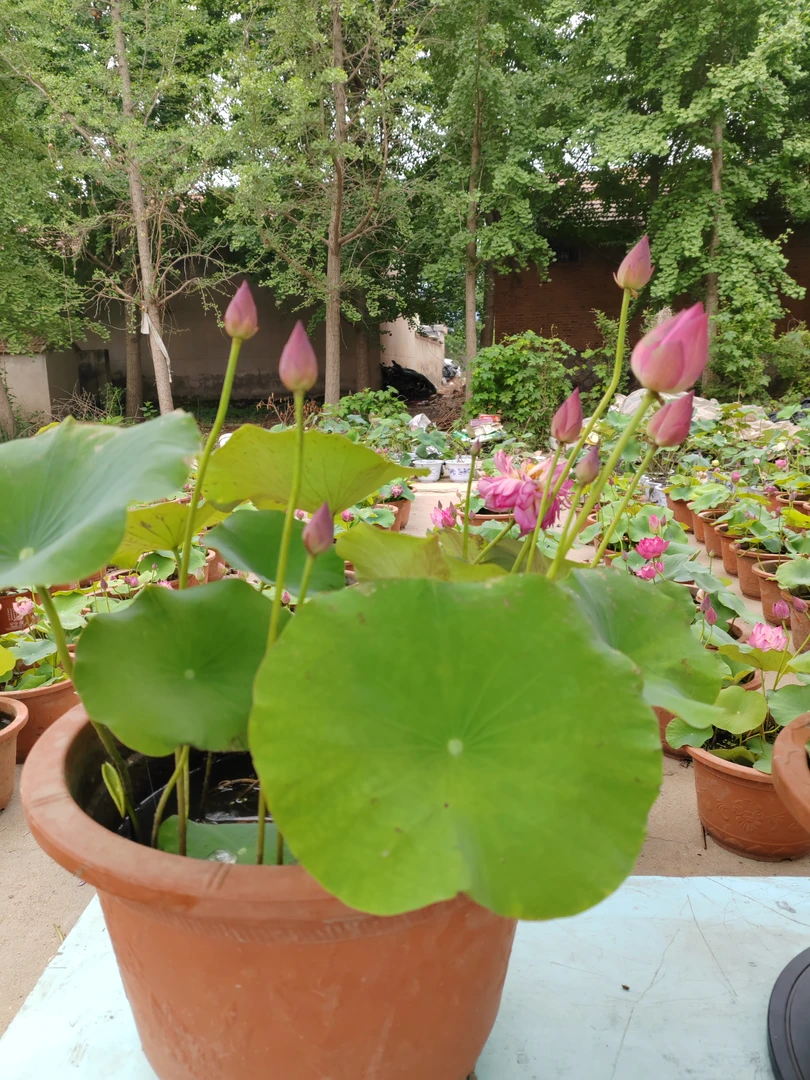 中大型观赏荷花池塘盆栽一物一拍