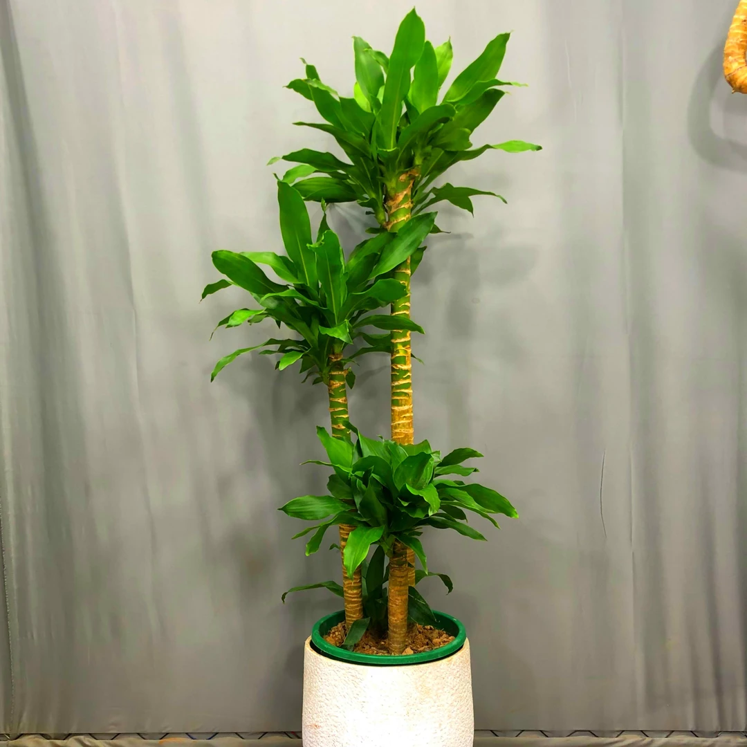 荷花铁三杆花卉绿植观叶大型植物盆栽净化空气养护室内耐阴