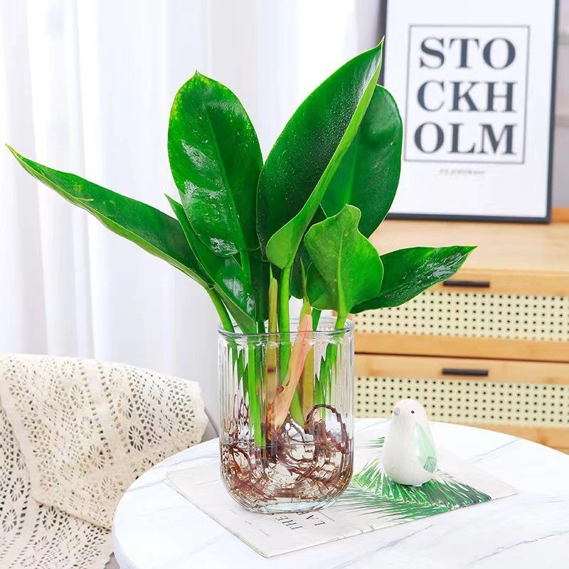 大叶春天绿公主金钻室内桌面四季常青水培植物吸甲醛好养花卉绿植