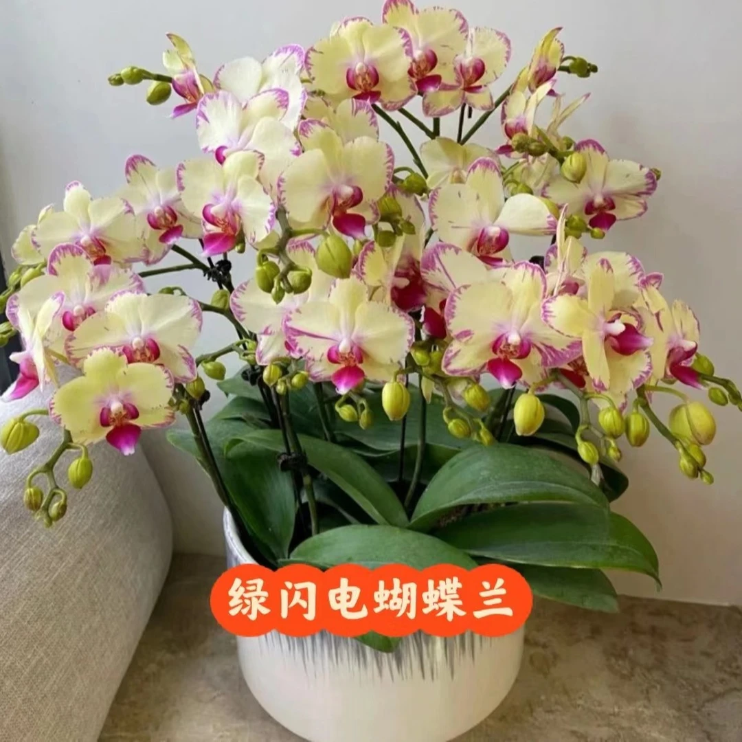 亏价 稀少品种 【绿闪电蝴蝶兰】带花剑 颜值担当