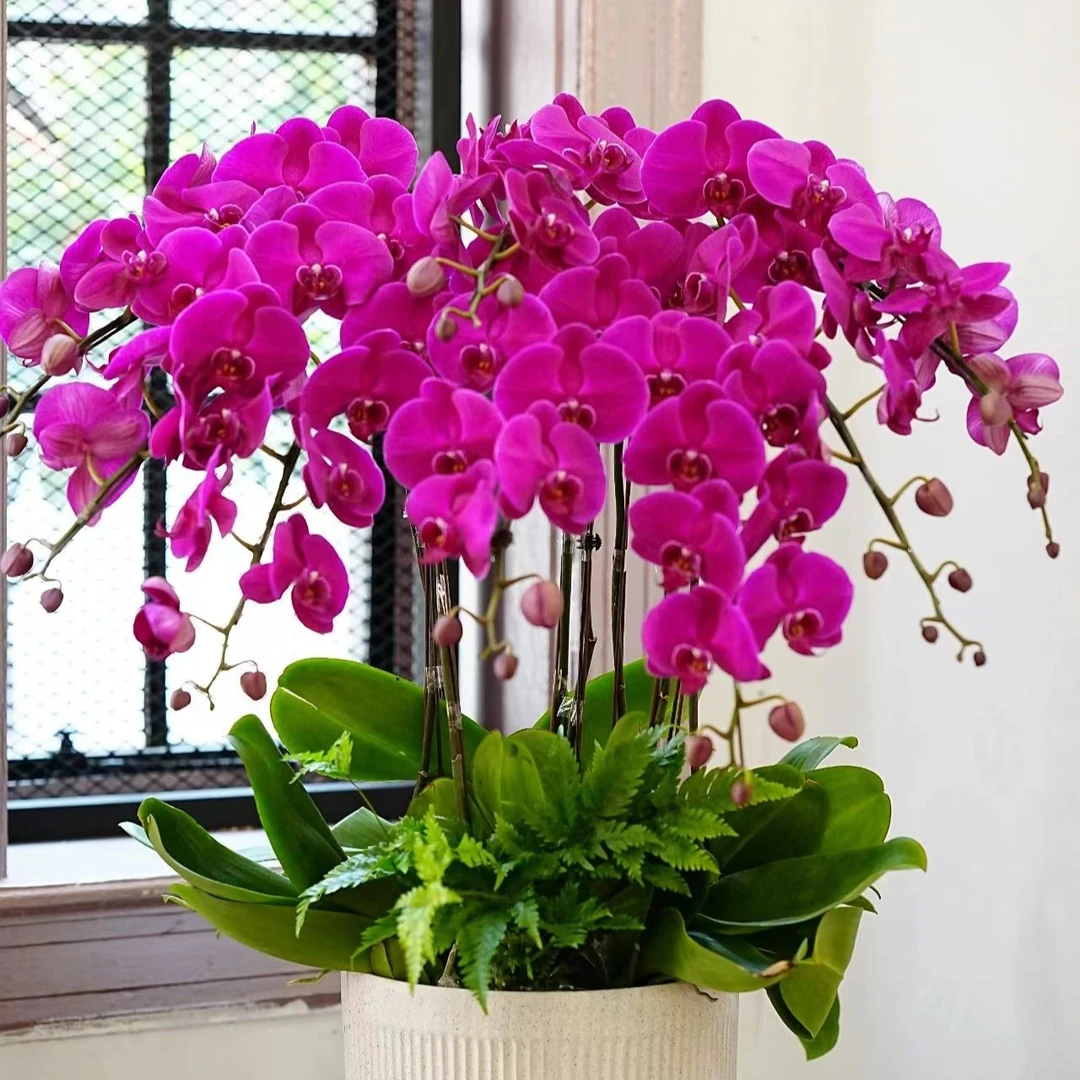 芳菲缘 【大辣椒蝴蝶兰】带花剑 栽培栽培