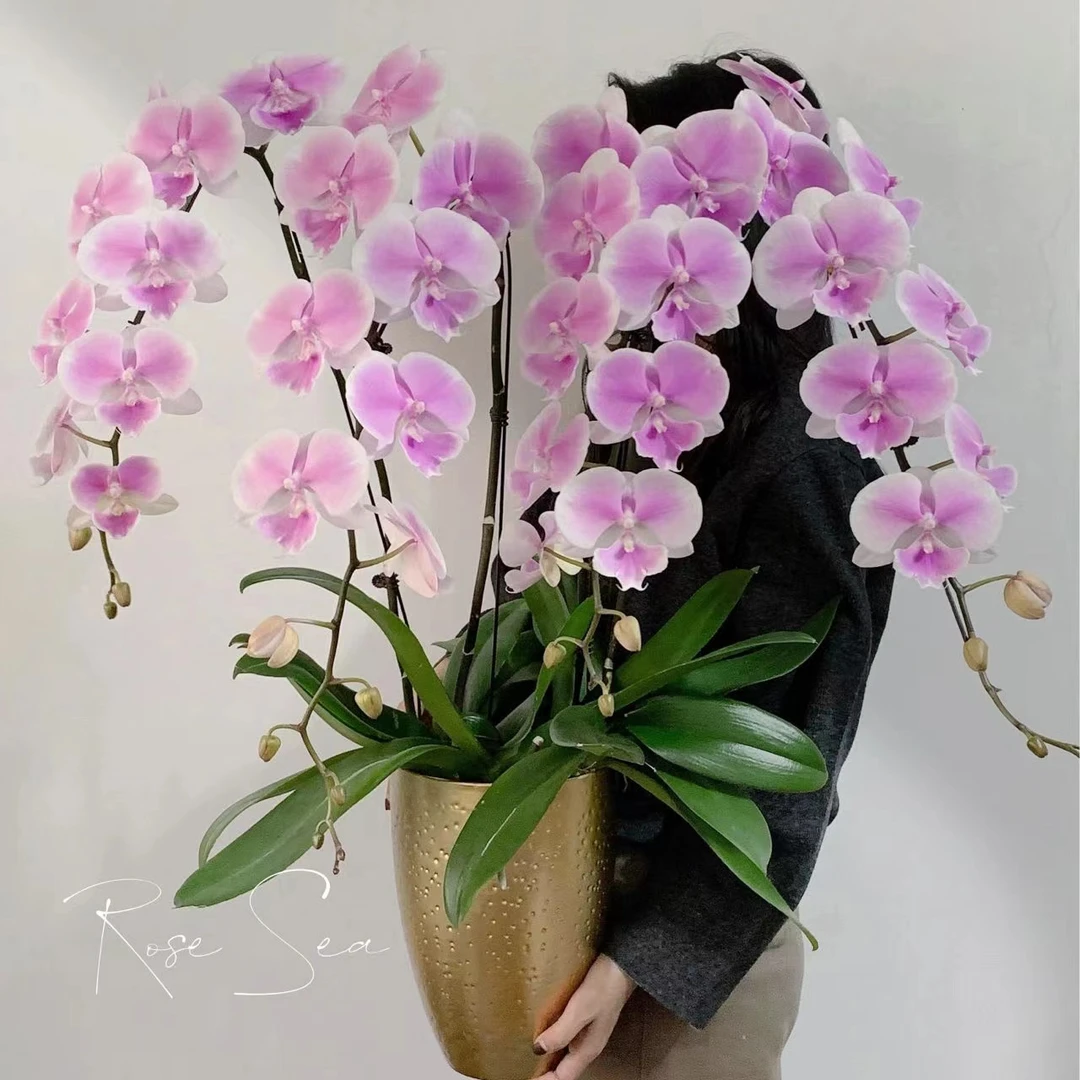 3.0寸杯 名贵品种 大花 梦幻婚礼 带花剑  蝴蝶兰