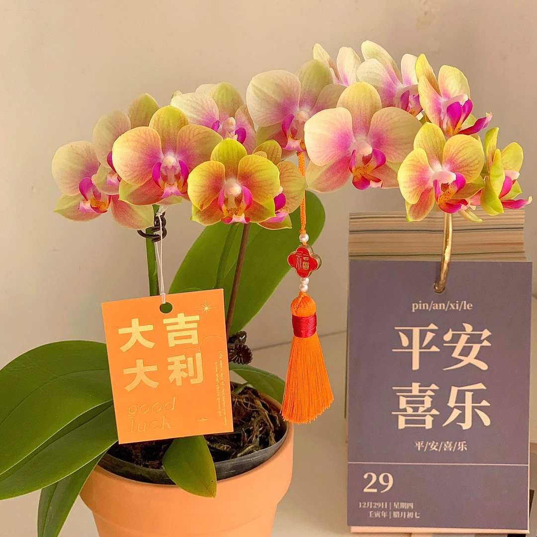 2-3花剑 【橘香小橘子蝴蝶兰】花期长