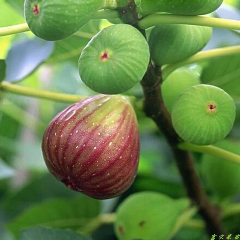 无花果树苗庭院阳台盆栽四季无花果南北方种植无花果苗当年结果苗