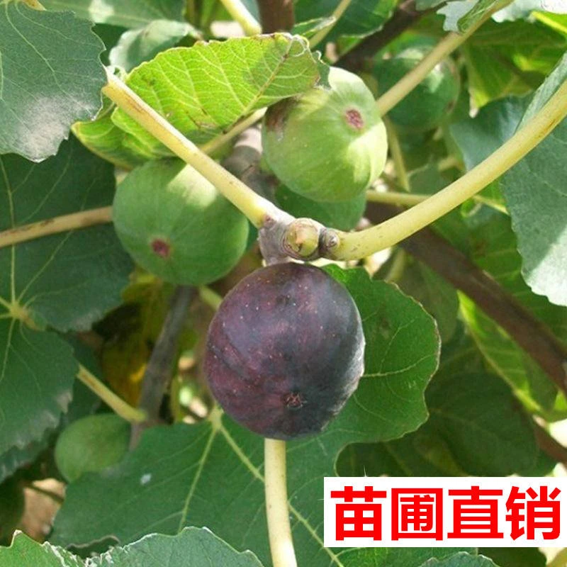 新品种早熟加州黑无花果树苗南北方种植当年结果盆栽地栽无花果苗