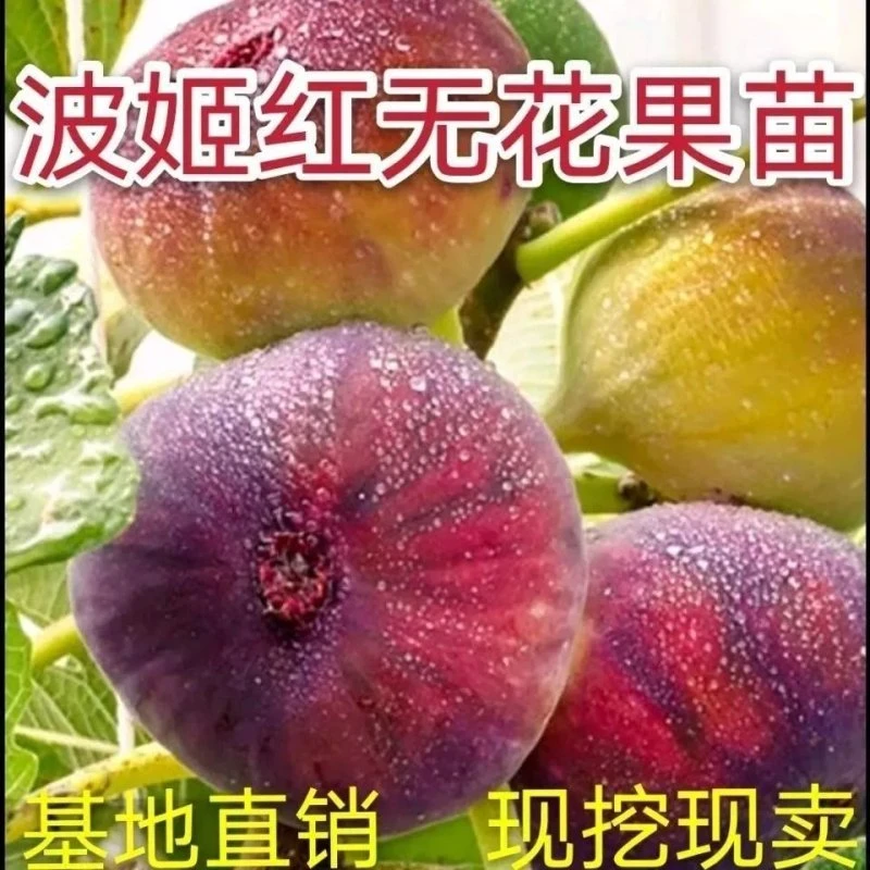 无花果树果苗当年结果地栽盆栽南北方种植特大波姬红无花果苗树苗