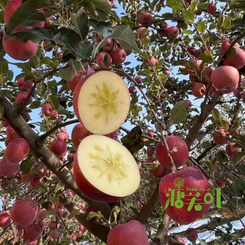 溏芙叽云南昭通冰糖心红富士丑苹果纯甜无酸脆甜爆汁4.5/8.5斤装