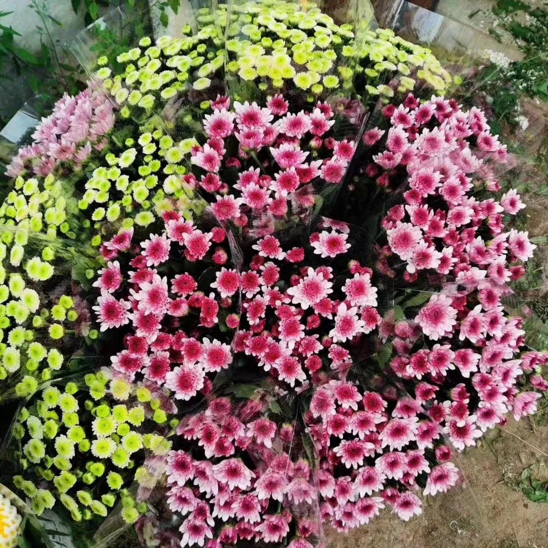 小雏菊新鲜顺丰懒人鲜花花束多头家庭直批鲜花直发基地室内辽宁