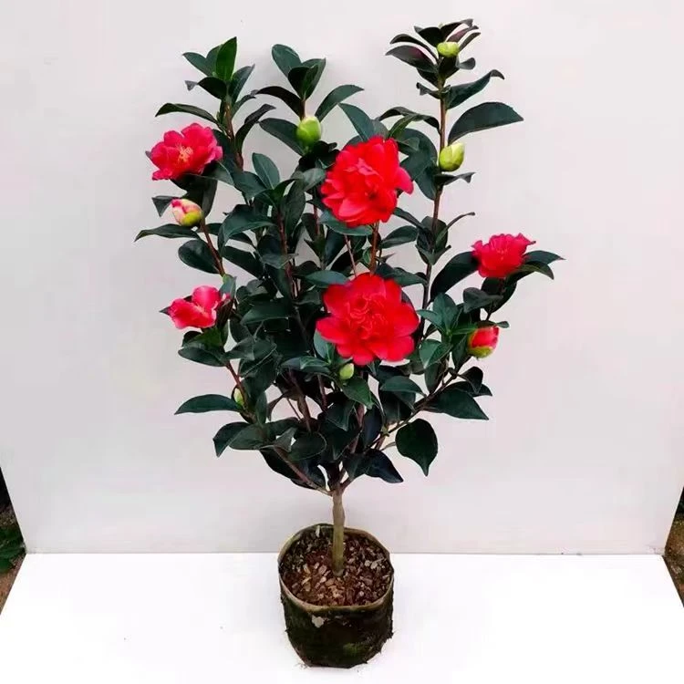 夏日七心四季茶花文清小璇怀金托紫红天香云重瓣开花不断盆栽地栽