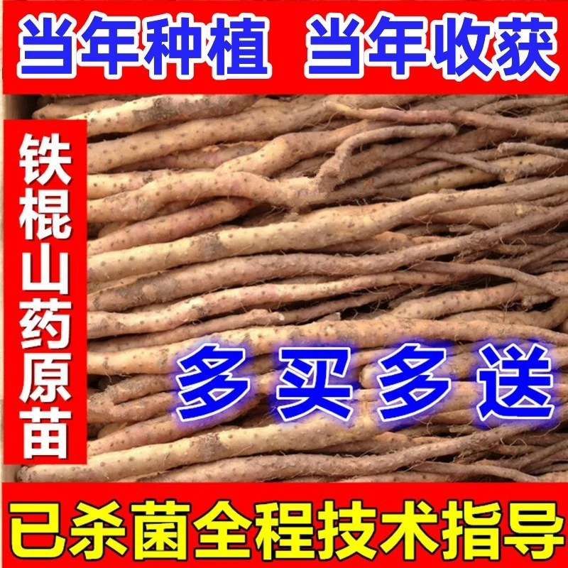 正宗焦作温县铁棍山药种苗种子山药嘴怀淮山药苗一级原苗一代原苗