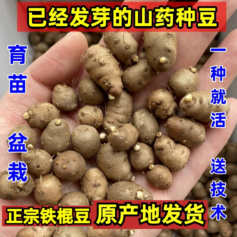 铁棍山药豆种子怀山药蛋淮山药种苗山药嘴子发芽的山药豆育苗盆栽