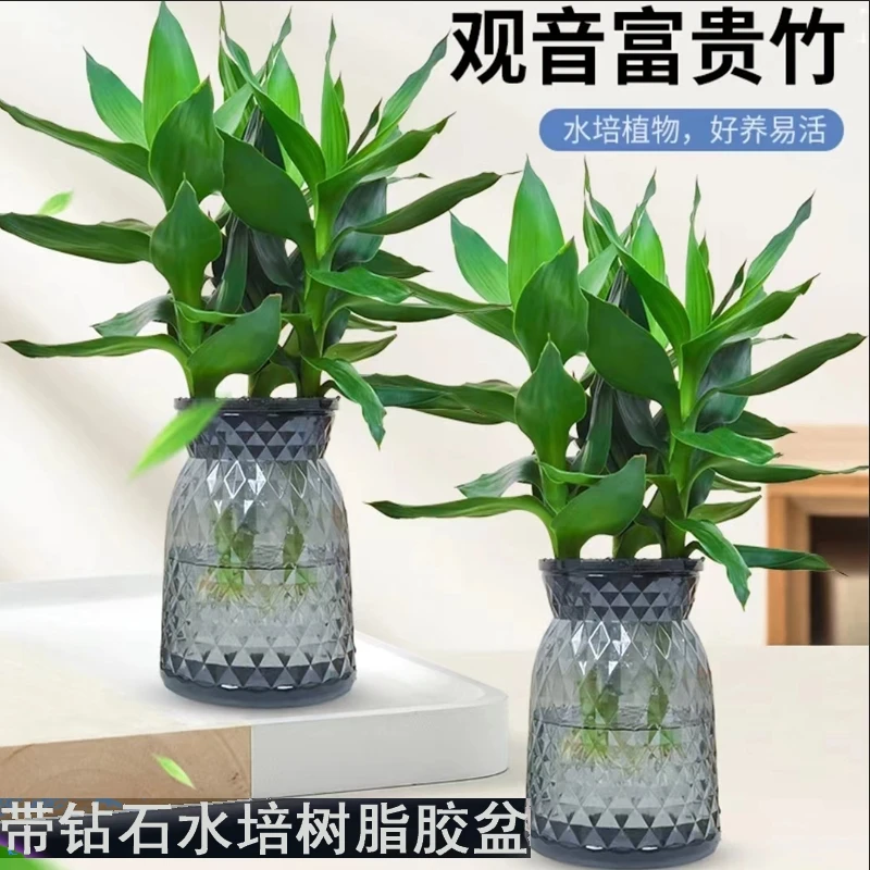 【买一送一】观音竹富贵竹水培植物办公室内盆栽客厅花卉基地发货